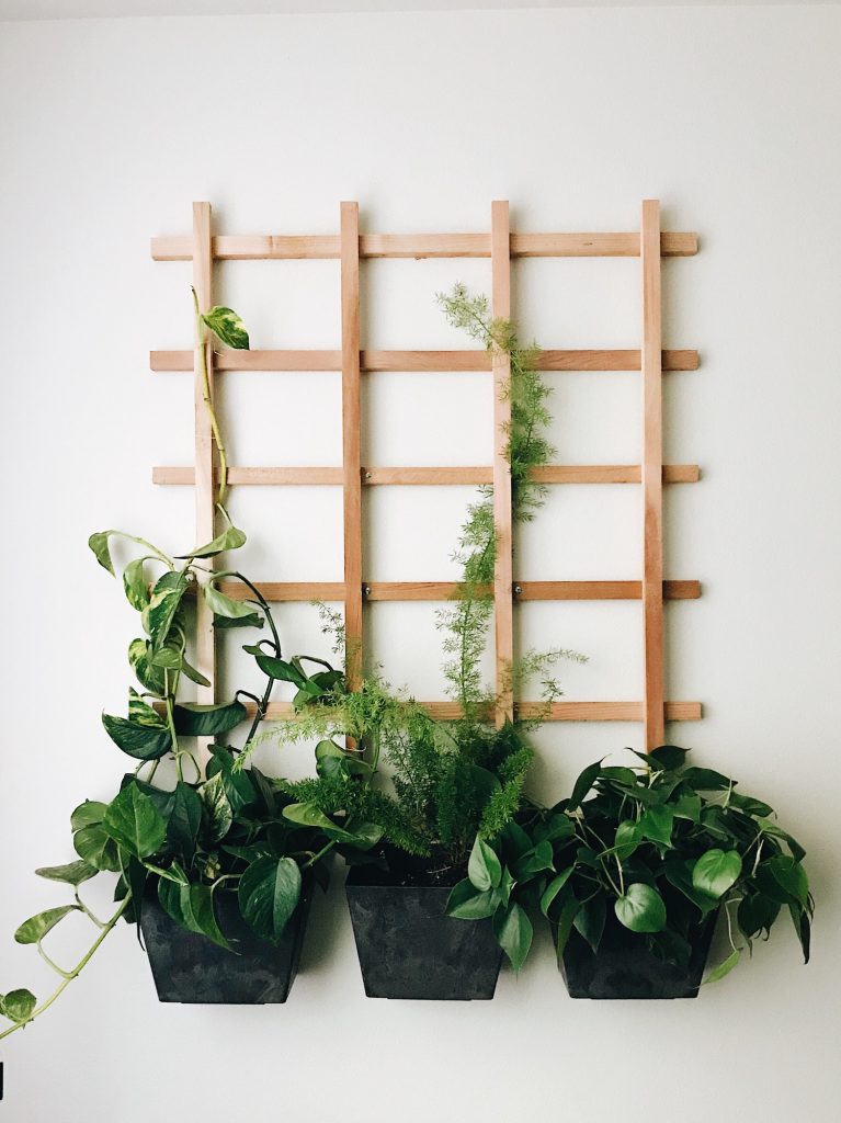 Les plantes tombantes ont la tête à l'envers.