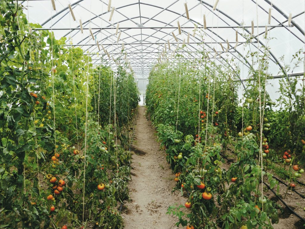 tomates dans serres de jardin