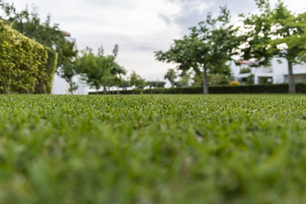 Low view in the grass with a garden view